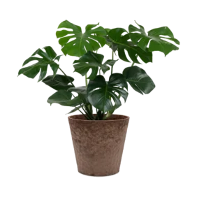 monstera-deliciosa