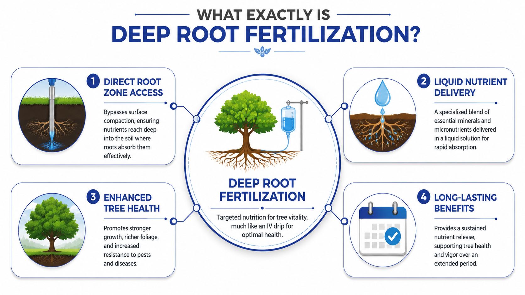 An infographic explaining deep root fertilization for trees, illustrating its benefits, delivery process, and long-lasting health effects.