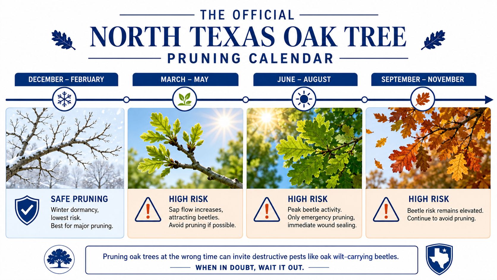A seasonal calendar infographic showing the best time for pruning North Texas oak trees to avoid beetles.