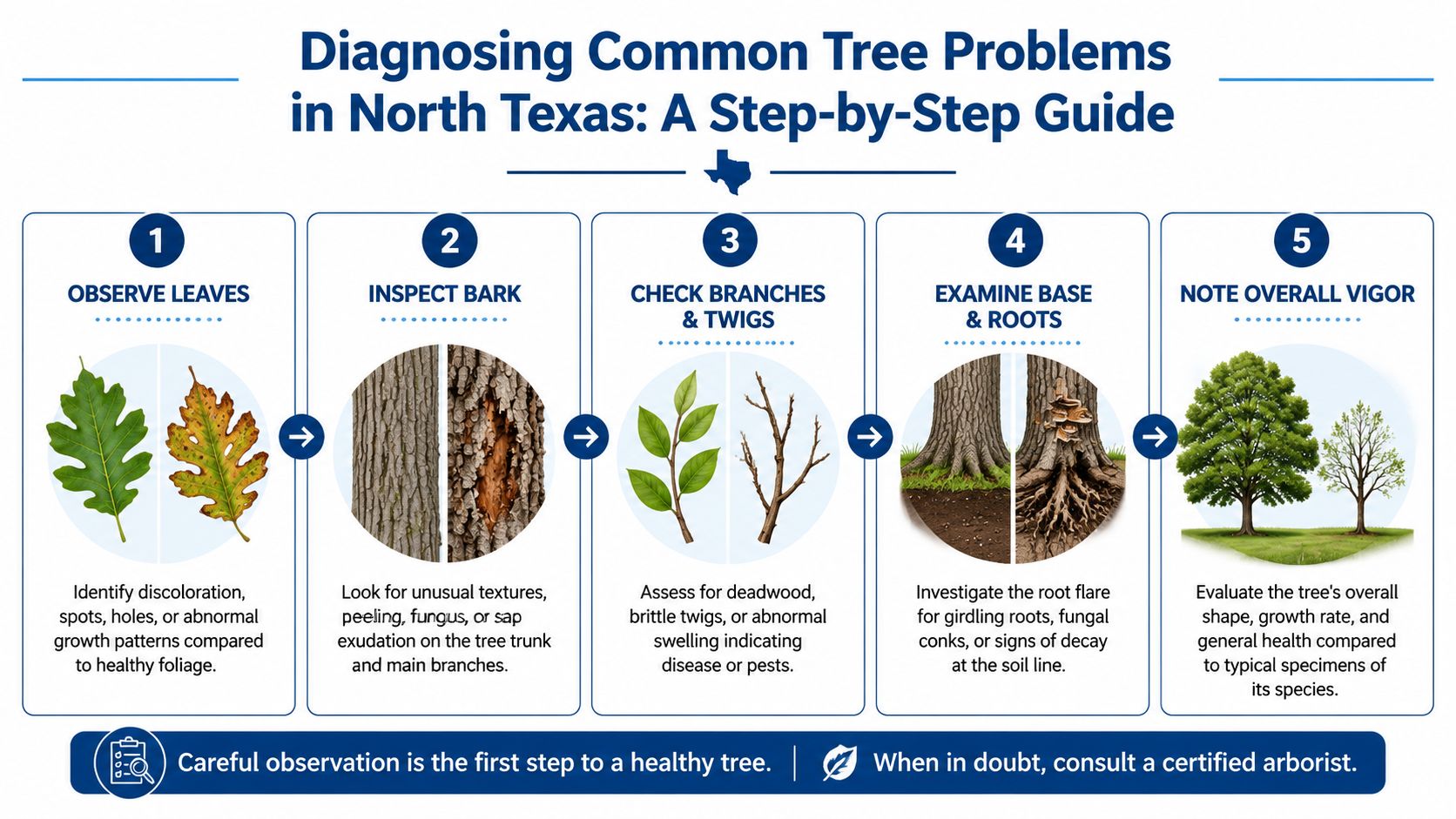 A five-step guide for diagnosing common tree health problems in North Texas, focusing on visual inspections.