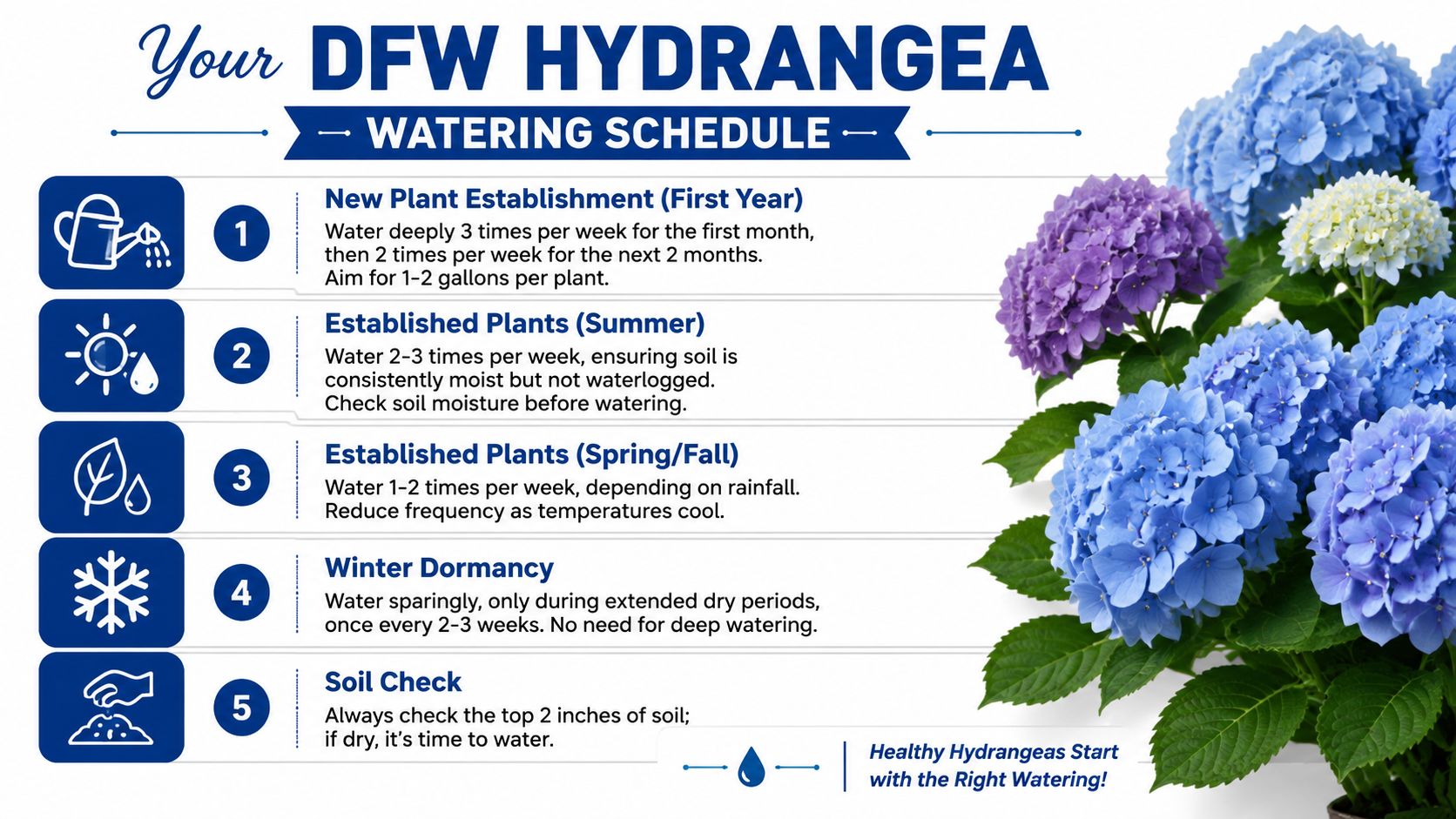 A watering schedule infographic for hydrangeas in DFW with five numbered steps and helpful care instructions.