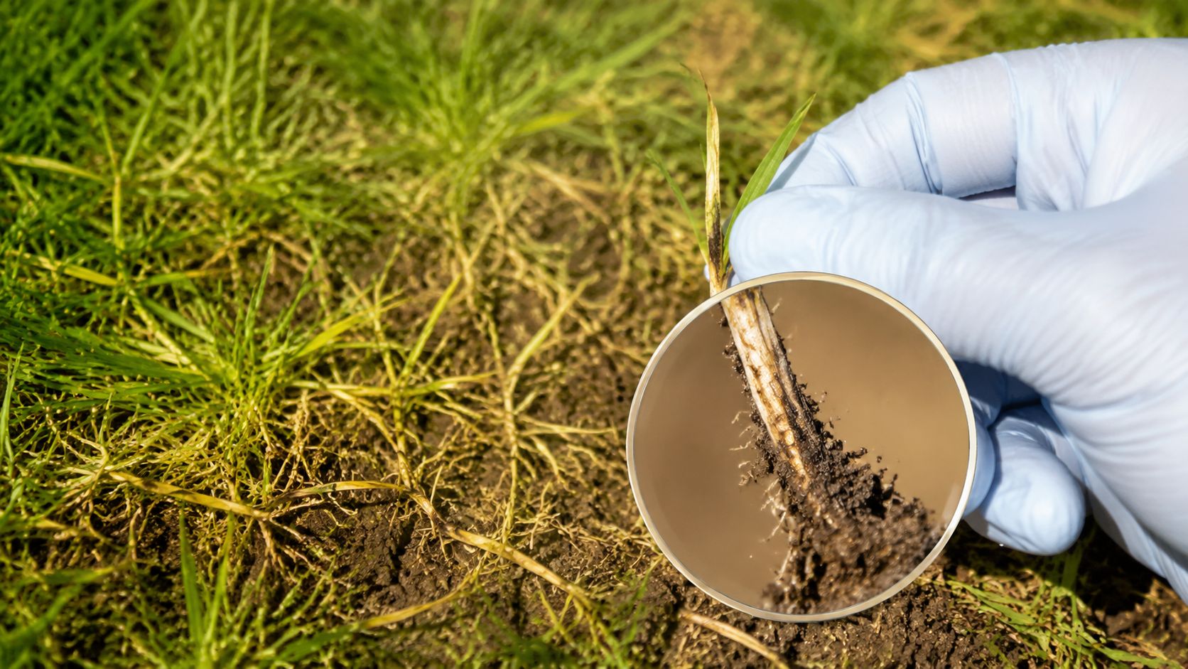 A gloved hand inspecting turfgrass showing signs of Take-all root rot disease in the soil.